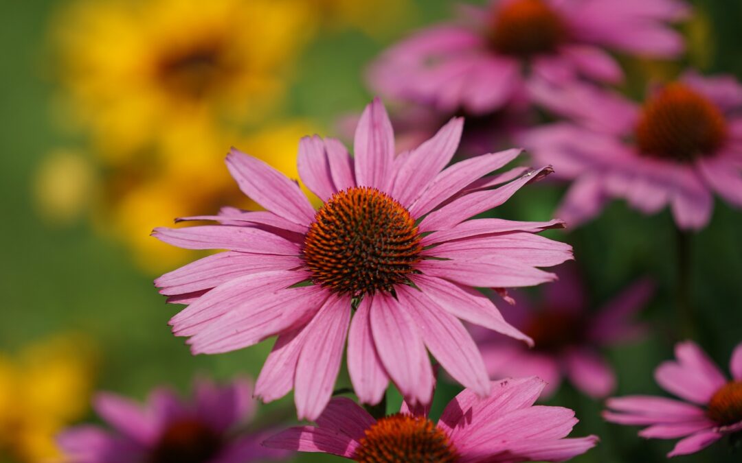 Echinacea: un alleato naturale contro il raffreddore